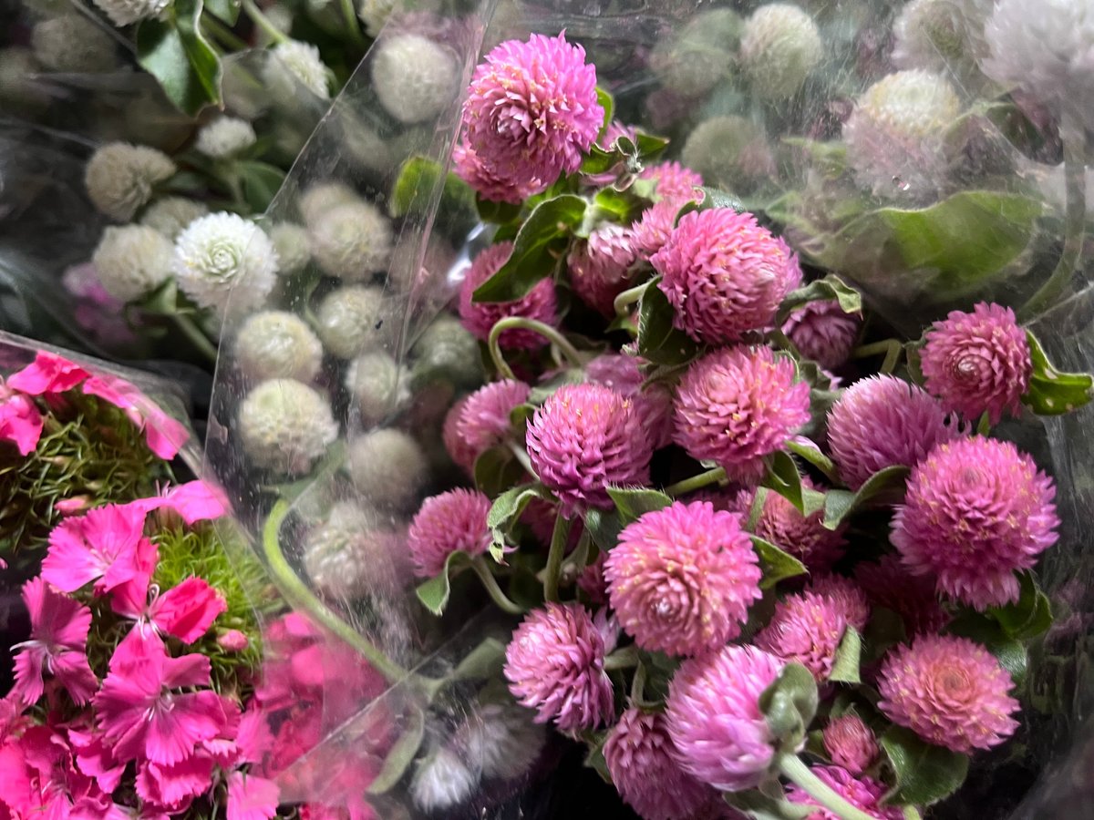 Pink dahlia flowers in clear cellophane wrapping with white and green foliage visible in background