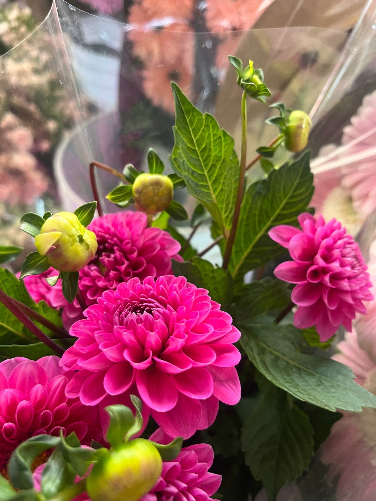 Bright pink dahlia flowers in full bloom with green foliage and yellow buds, displayed in a glass vase
