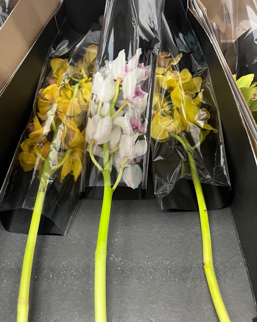 Three potted orchids in clear plastic bags with yellow and white flowers displayed in a garden center or nursery.