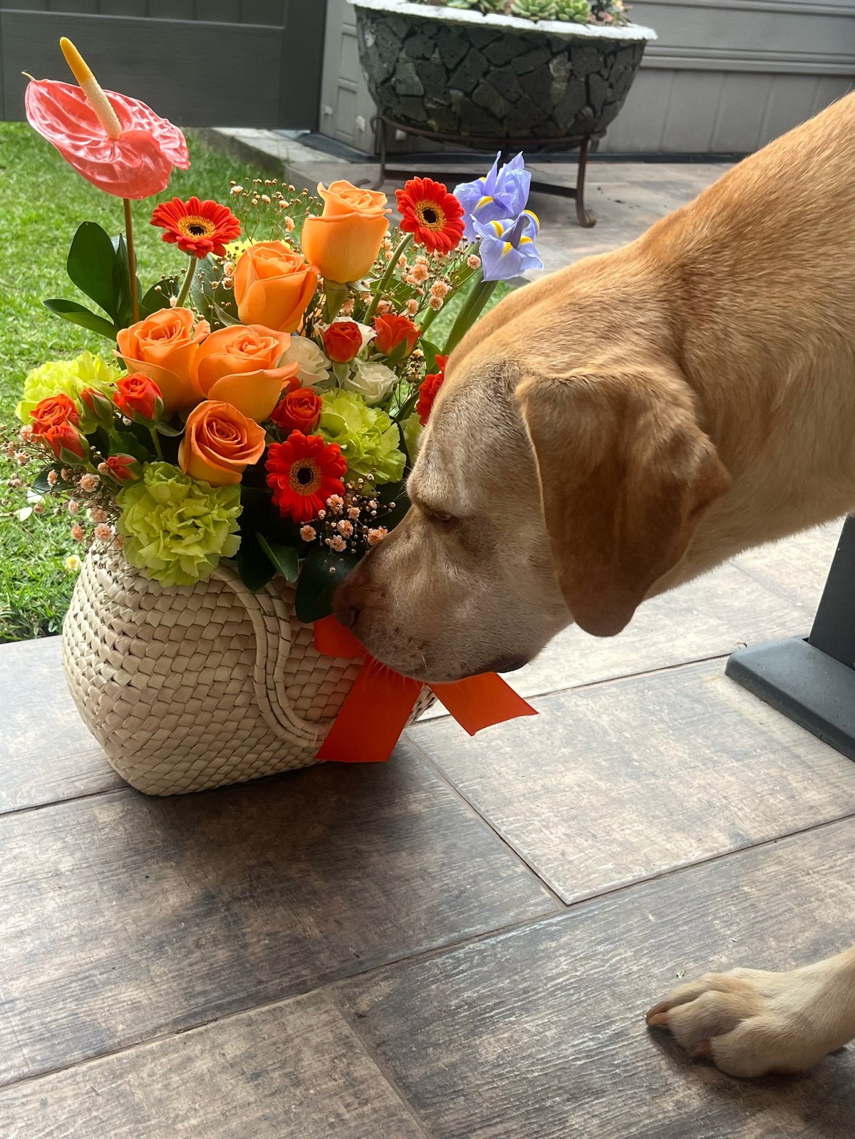 Brown dog smelling a colorful flower arrangement in a woven basket with red ribbon on a patio