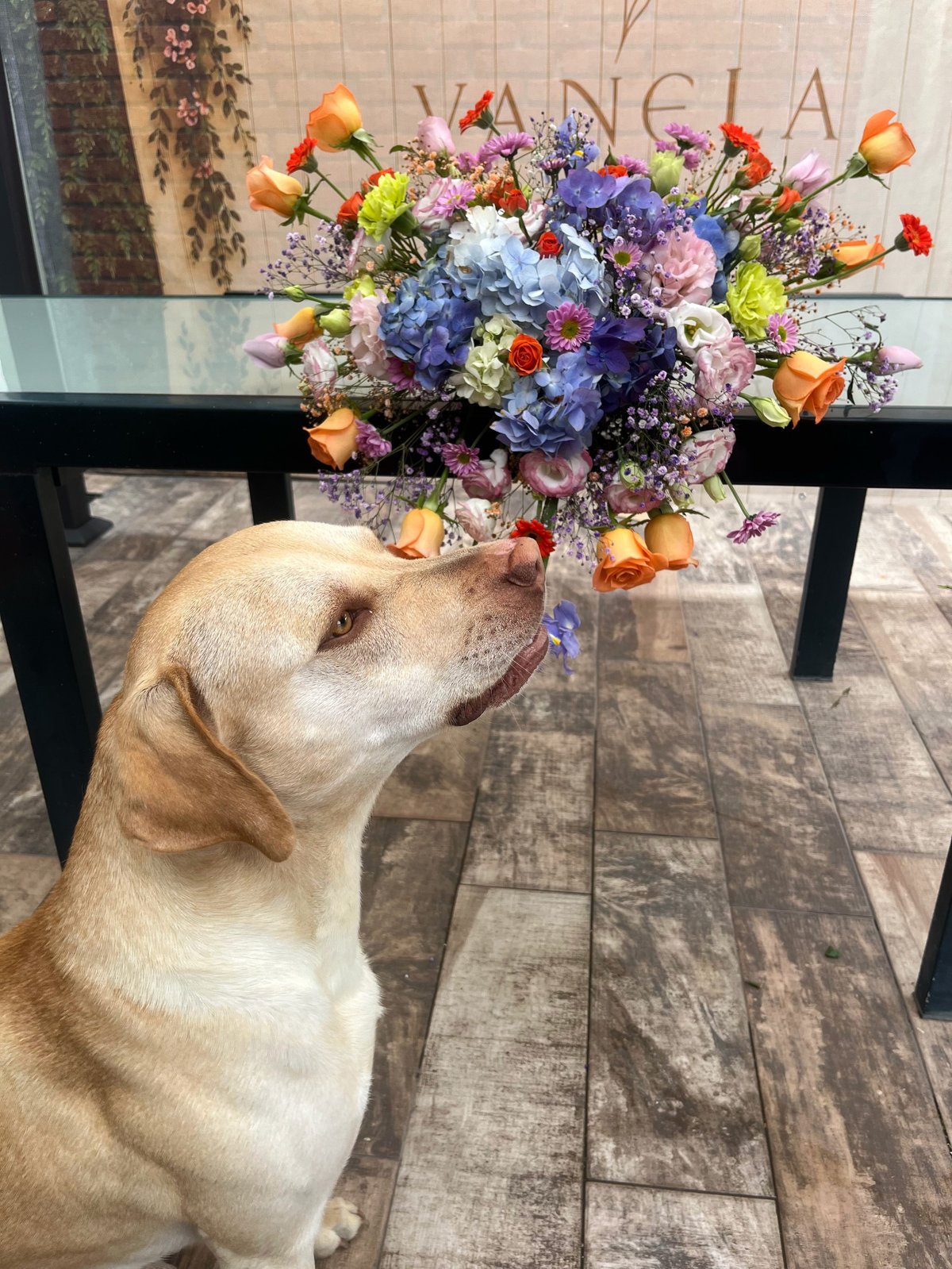 A golden Labrador sits on a wooden deck beside a vibrant bouquet of multicolored flowers on a black bench, with a blurred building in the background.