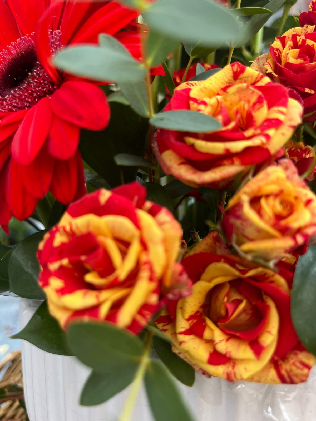 Close-up of red and red-yellow bicolor flowers with green foliage in a white vase