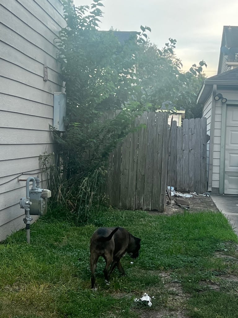 Black dog standing in a grassy backyard between two houses with wooden fence