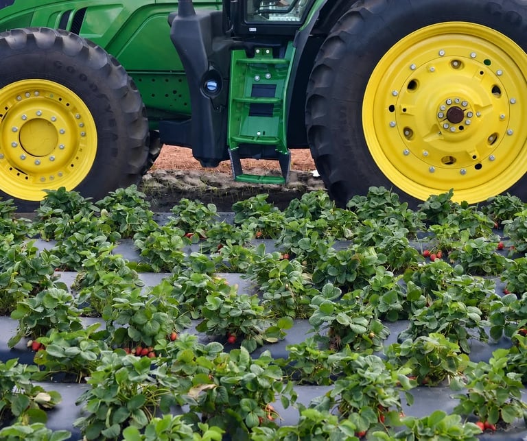 Green tractor with yellow wheels in strawberry field with black plastic mulch