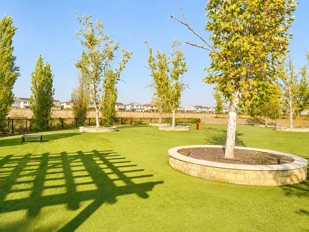 Sunny park with manicured green lawn, poplar trees, and circular tree planter