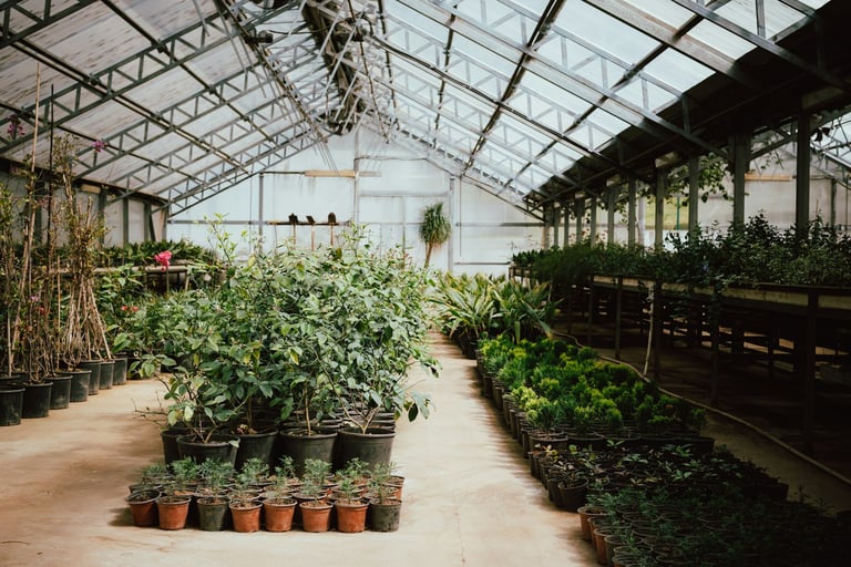 Greenhouse flower facility with rows of blooming flowers under controlled environment