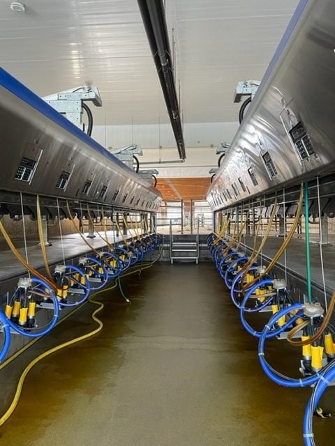Interior of a modern milking parlor with blue and yellow milking equipment lined along both sides