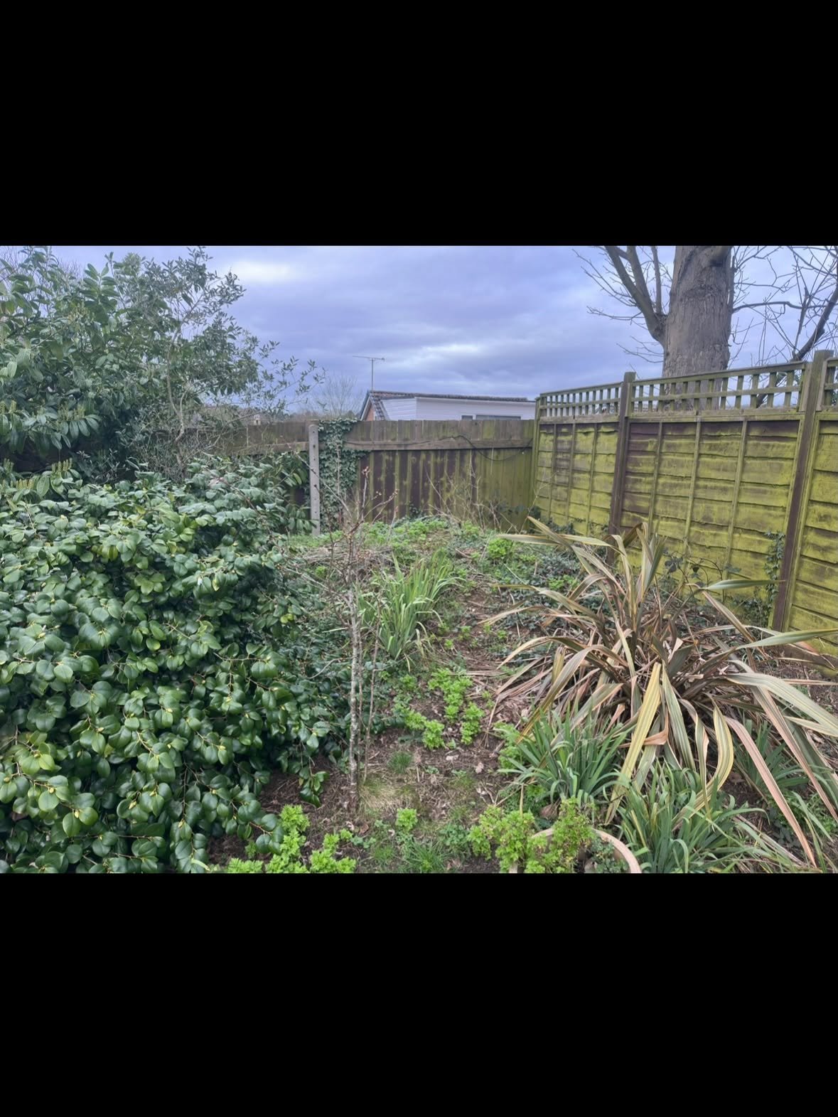 Overgrown residential garden with wooden fence, dead ornamental plants, and bare tree under cloudy sky