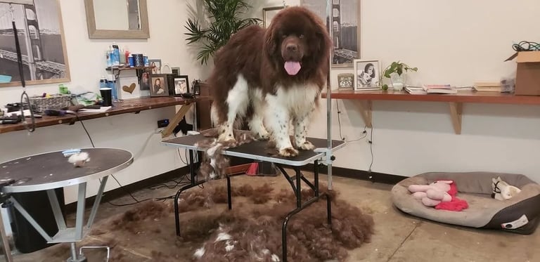 Large brown and white dog standing on grooming table during haircut in salon with clipped fur on floor