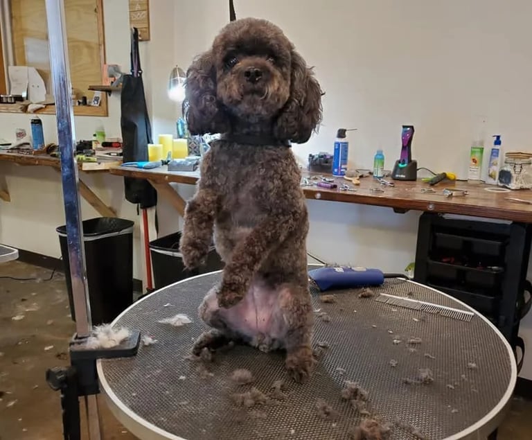 Brown poodle standing on grooming table in a pet salon with grooming supplies visible on shelves in background