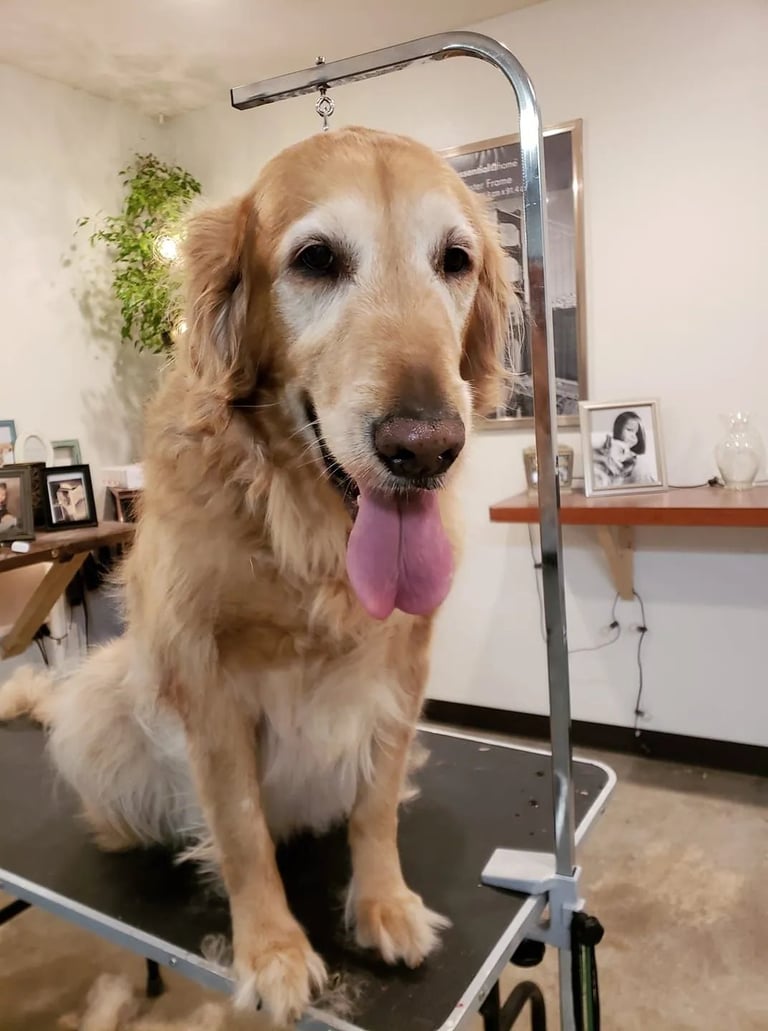 Golden Retriever standing on grooming table with tongue out under shower arm at dog grooming facility