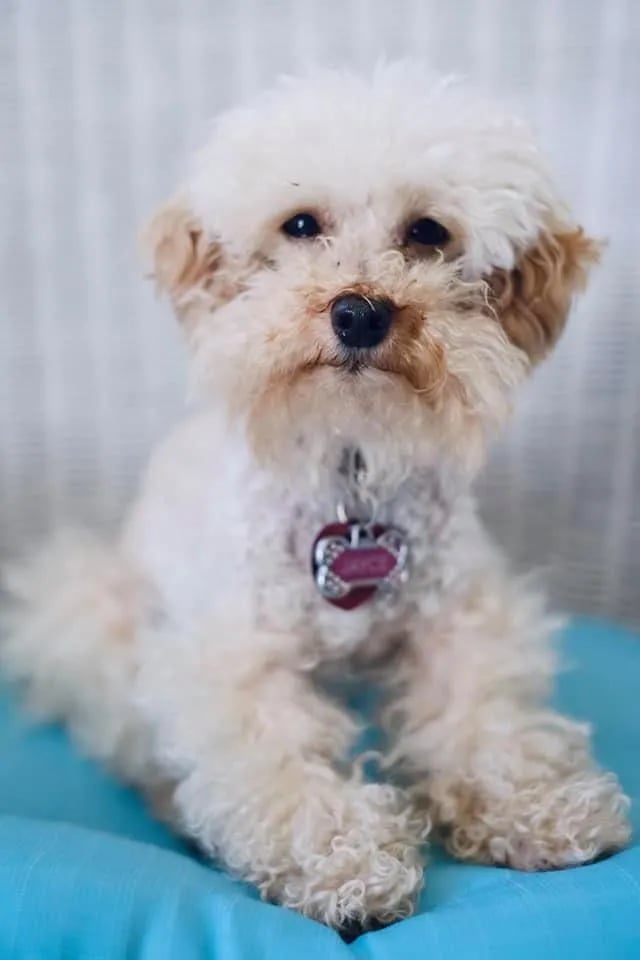 Small white fluffy dog with cream-colored ears, pink tongue out, wearing a collar, sitting on blue surface against blurred background