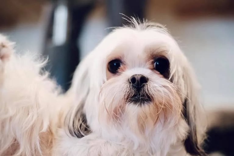Close-up of a small white and tan Shih Tzu dog with long fluffy hair and a black nose looking at the camera