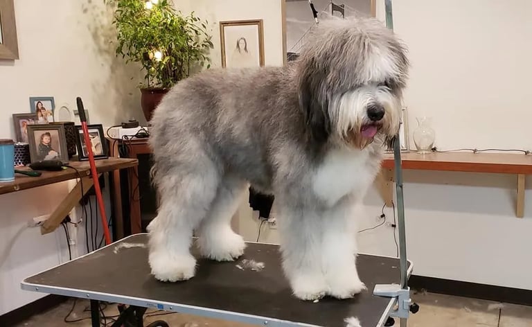 A gray and white Old English Sheepdog stands on a grooming table in an indoor living space