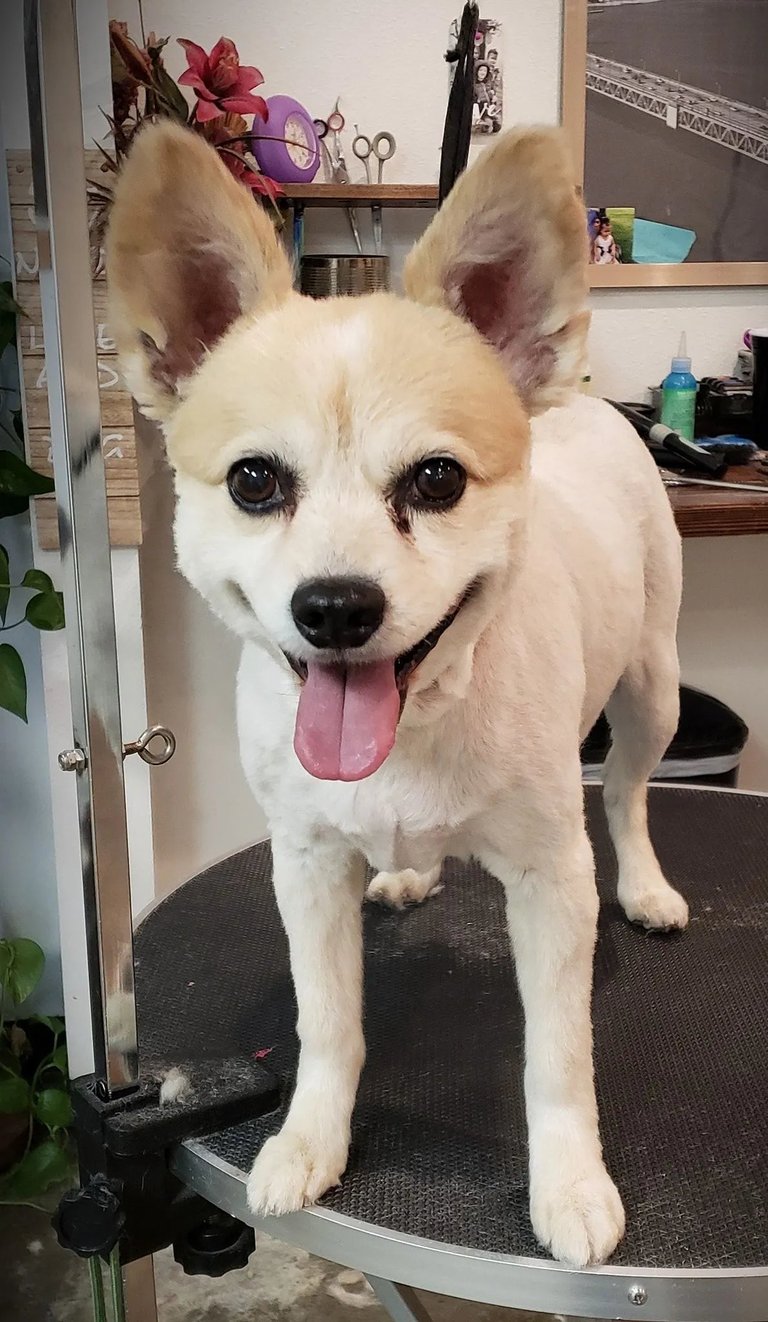 Happy white Chihuahua with pink tongue out standing on a grooming table in a salon setting