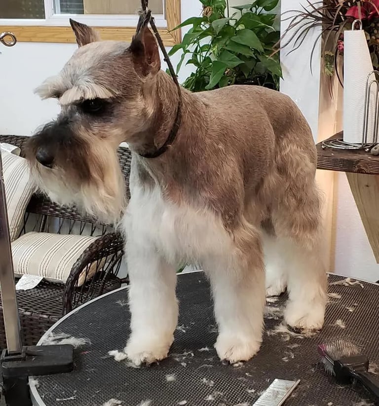 Miniature Schnauzer with tan and white coat standing on grooming table in salon