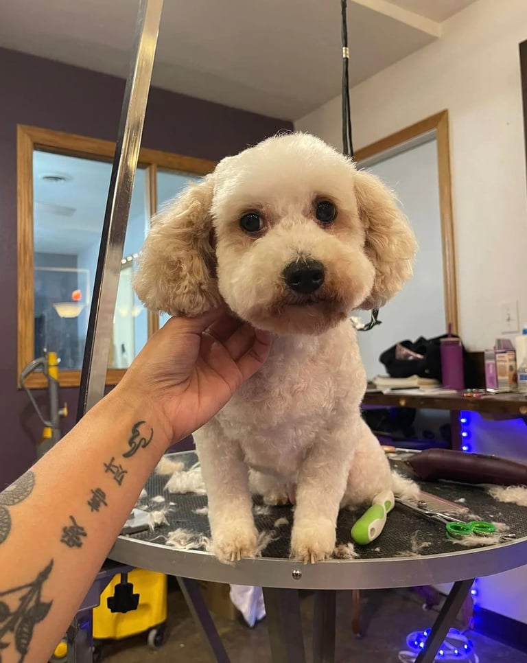 A groomers hand gently holds a freshly groomed cream-colored poodle on a grooming table indoors