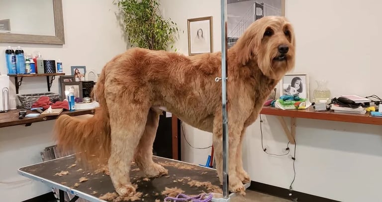 Large tan dog standing on grooming table in a professional grooming salon with supplies visible in background
