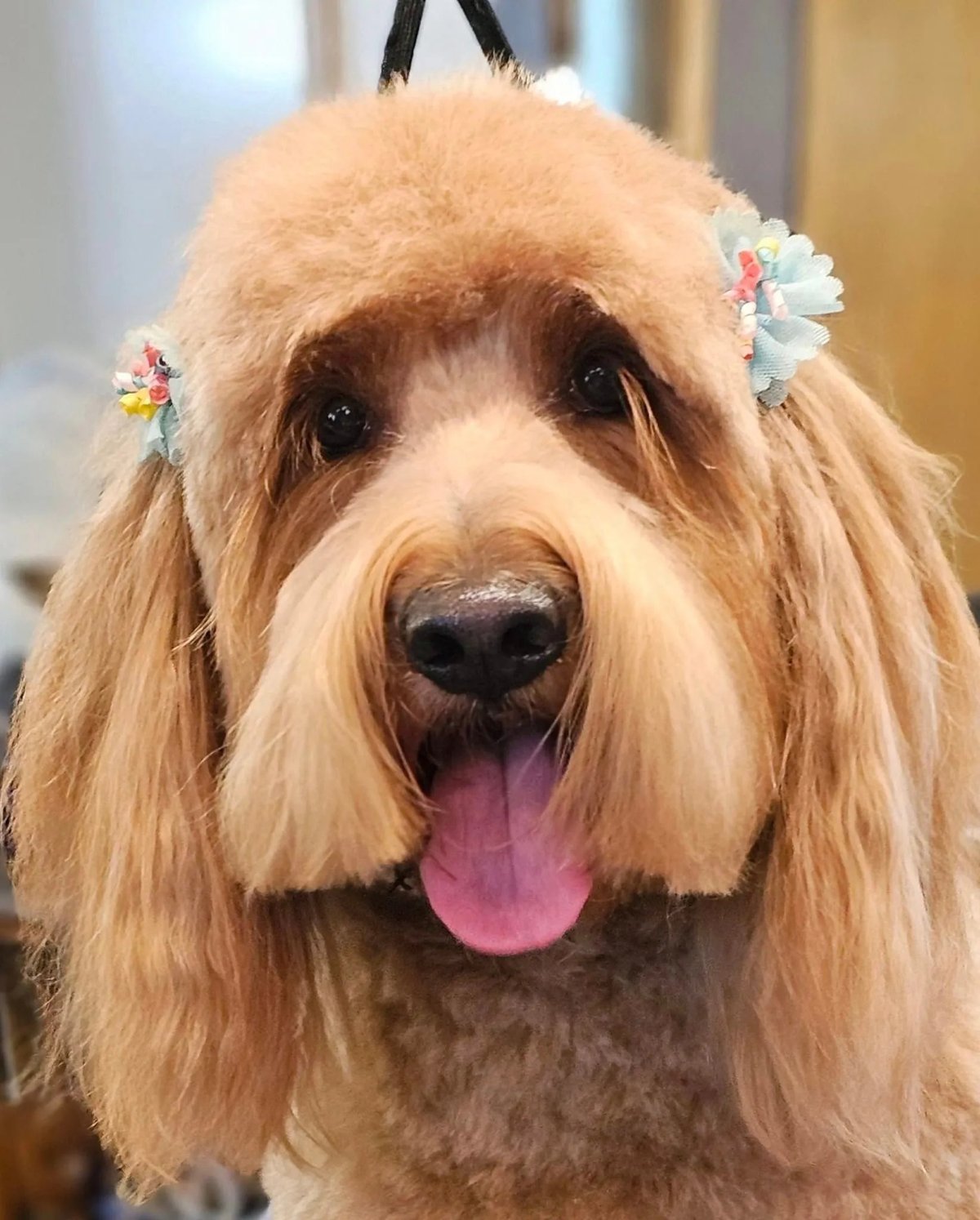 Fluffy apricot and white dog with tongue out, wearing colorful hair clips, smiling at camera