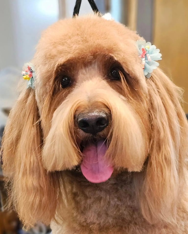 Fluffy apricot and white dog with tongue out, wearing colorful hair clips, smiling at camera