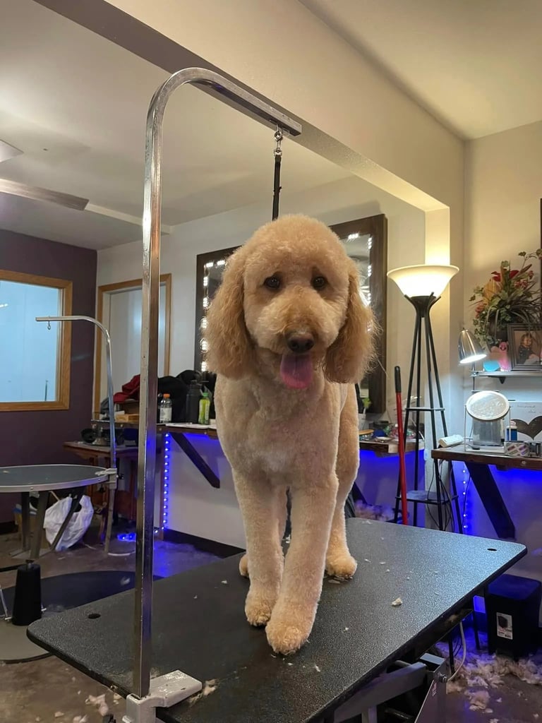Golden Doodle dog standing on grooming table with overhead restraint arm in professional grooming salon