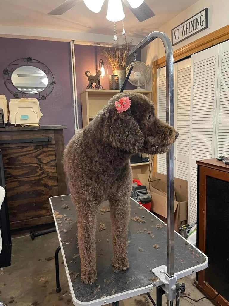 A gray poodle with a pink bow stands on a grooming table facing a mirror in a pet salon with purple walls