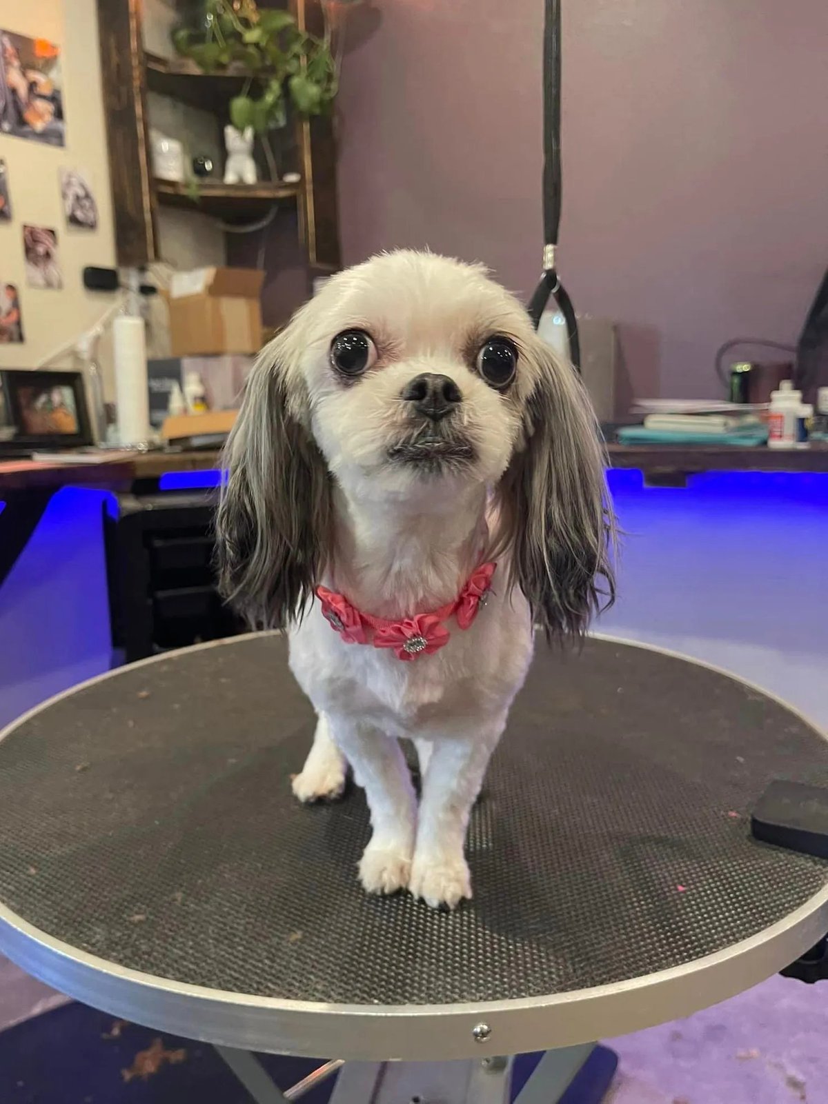 Small white and gray dog with long ears wearing a pink collar, standing on a grooming table in a salon with purple lighting