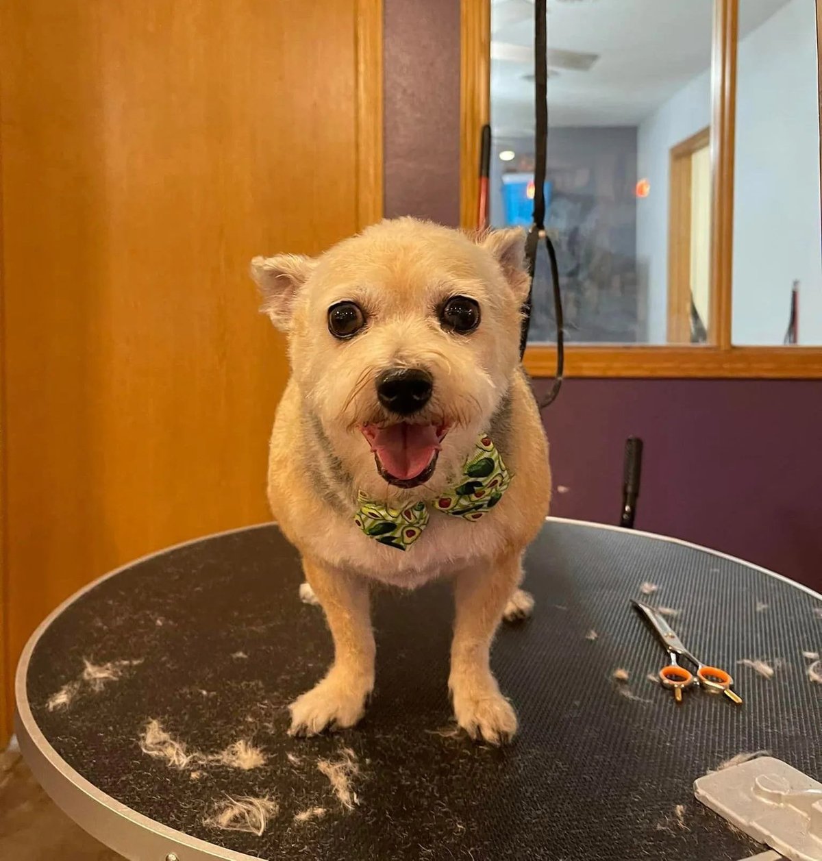 White terrier dog standing on grooming table, wearing green bandana, mouth open in happy expression at pet grooming salon