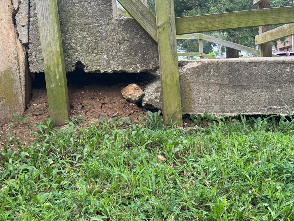 Hedgehog curled under wooden garden structure with grass and moss-covered concrete visible