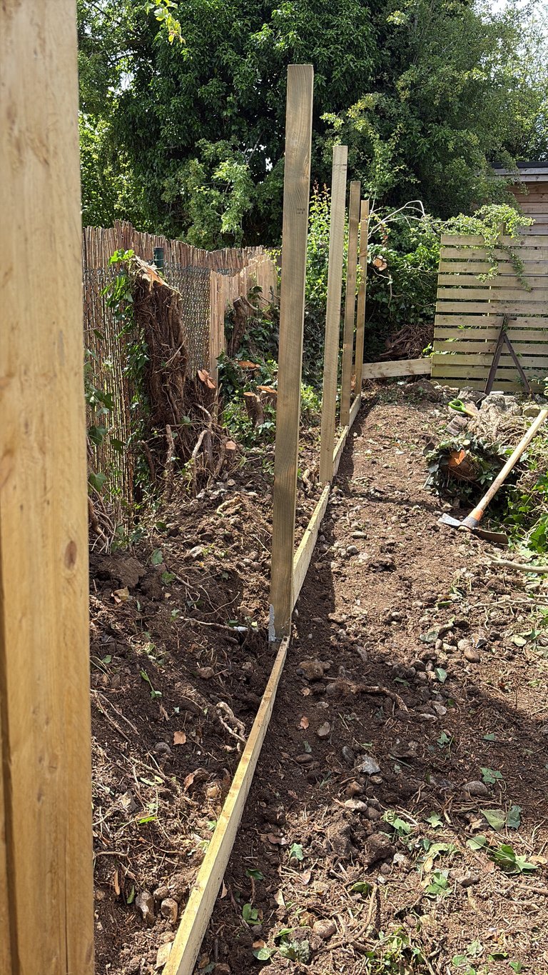 Wooden fence posts and rails being installed in a backyard garden bed with brown soil and lush green foliage overhead