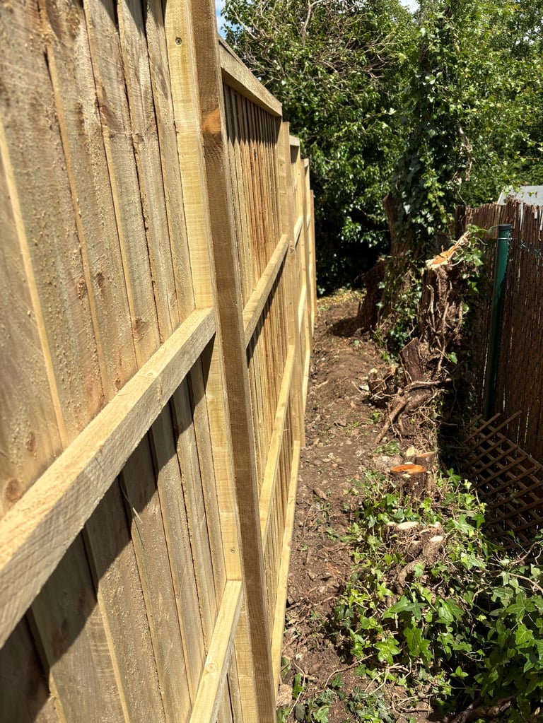 Narrow garden passageway between wooden fence and overgrown vegetation with climbing ivy on walls
