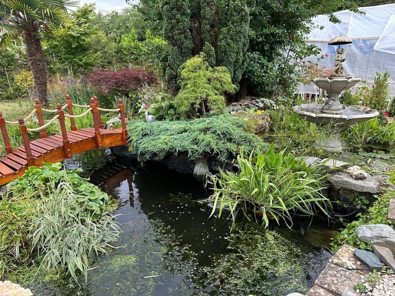 A tranquil garden pond with a red wooden bridge, surrounded by lush green plants and trees, with a fountain and house visible in the background