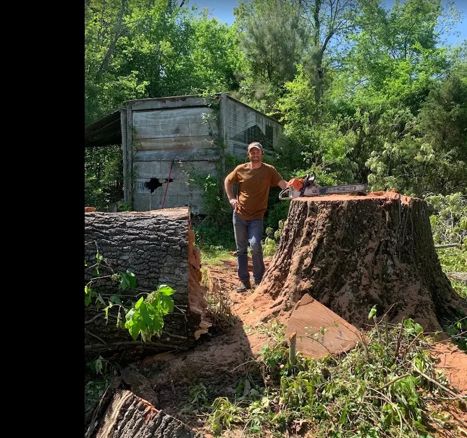 Man standing among freshly cut tree stumps and logs in a wooded area with metal shed in background