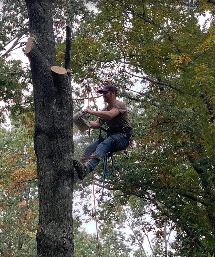 Man climbing tall tree using safety rope and harness, wearing cap and casual clothes among green forest canopy