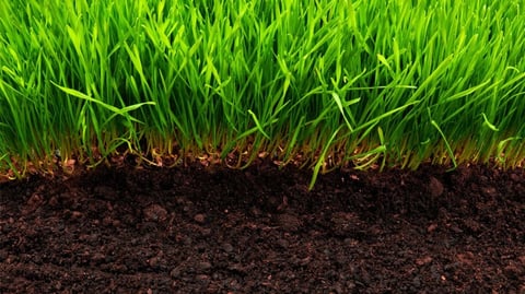 Soil surfactant treatment