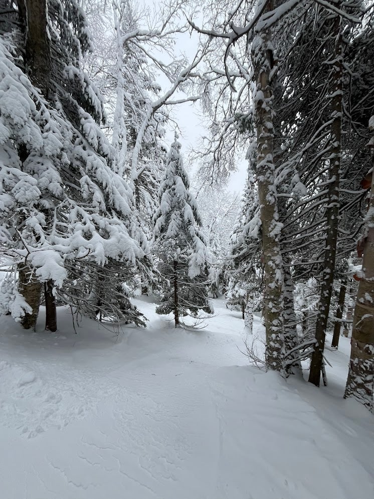 Snow-covered forest path with evergreen and birch trees laden with frost and snow, creating a serene winter landscape