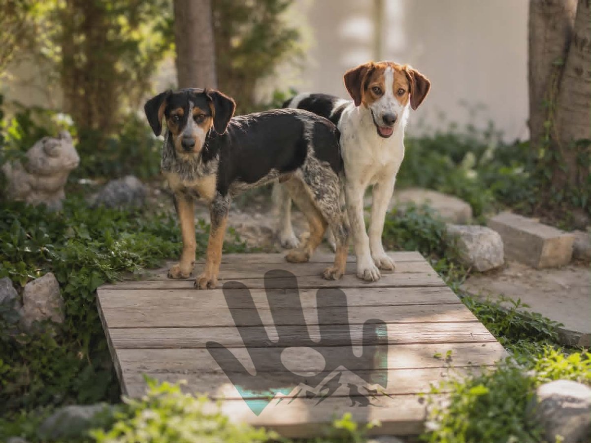 Two dogs on a wooden platform in a garden