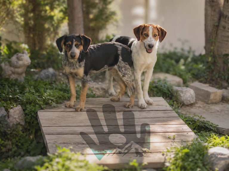 Two dogs standing on a wooden platform in a garden surrounded by green plants and trees