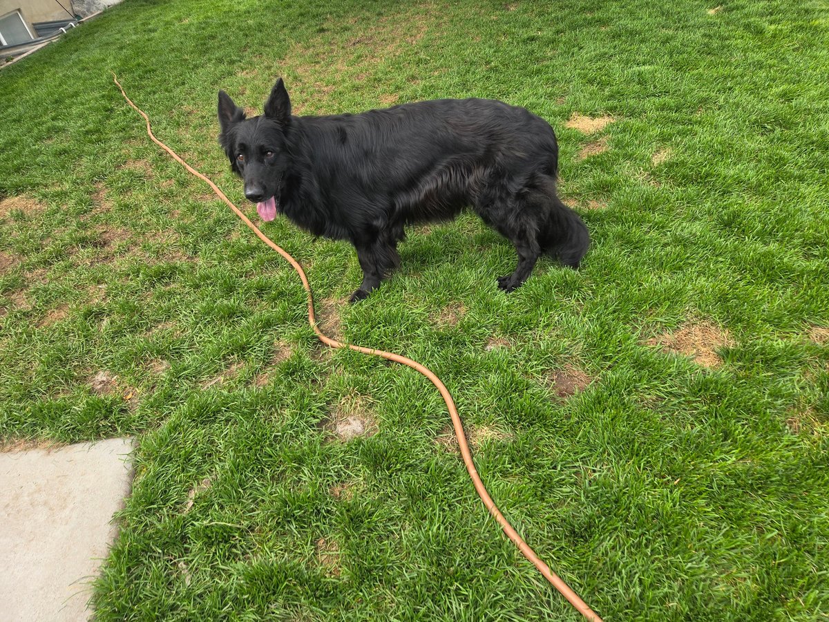 Long-coated black German Shepherd standing on green grass with a yellow leash attached