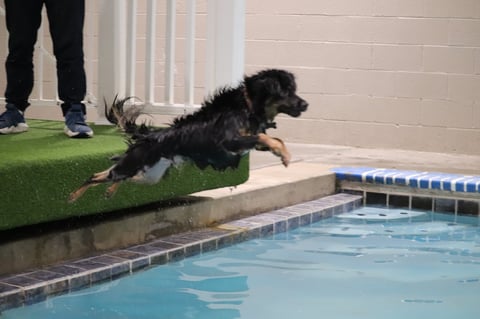 Black dog jumping into a swimming pool from artificial turf while person stands nearby