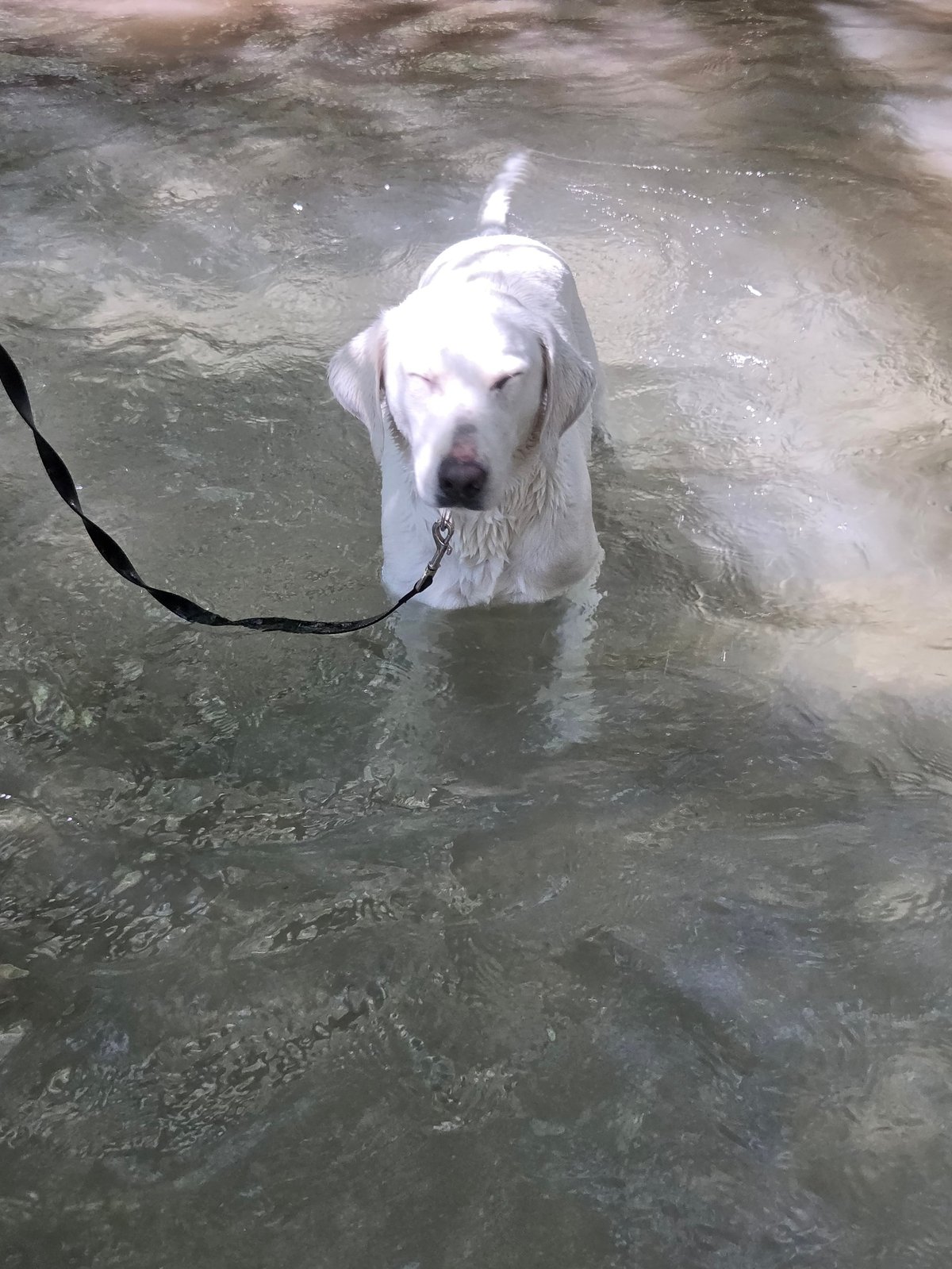 White dog wading in shallow water on a leash, looking toward the camera