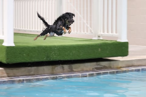 Black dog jumping into a swimming pool from artificial turf next to white columns