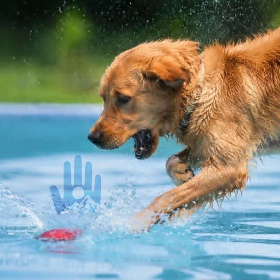 Golden retriever splashing in a blue pool with a hand-shaped toy, water spraying around it
