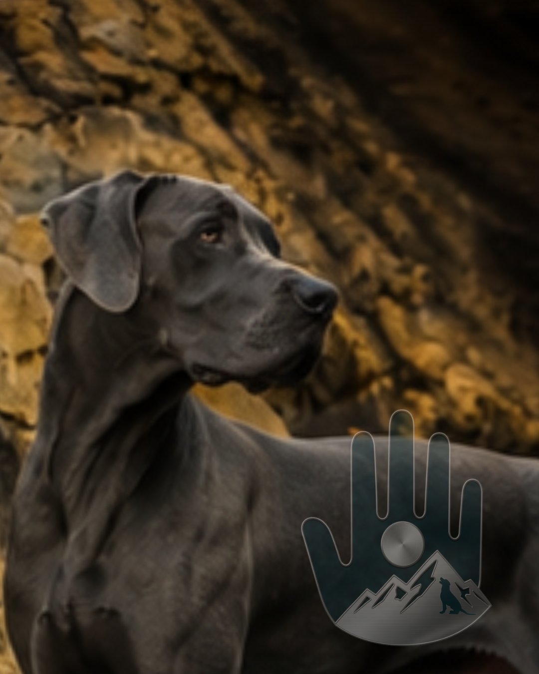 Blue Great Dane in profile against a rocky background with a hand and mountain logo overlay