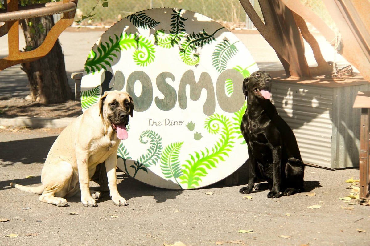 Two dogs sitting on either side of a white circular sign with green fern designs and Cosmo branding in a sunny outdoor setting