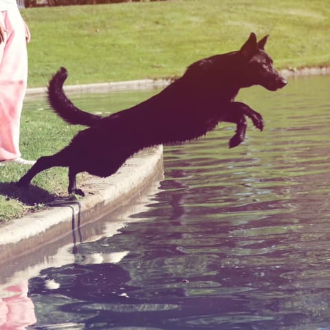 Dark silhouette of a dog jumping into a pool of water from a concrete edge