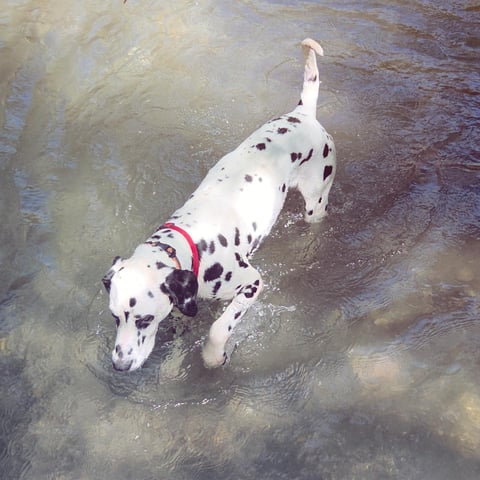 White and black spotted dog wading in shallow water wearing a pink collar