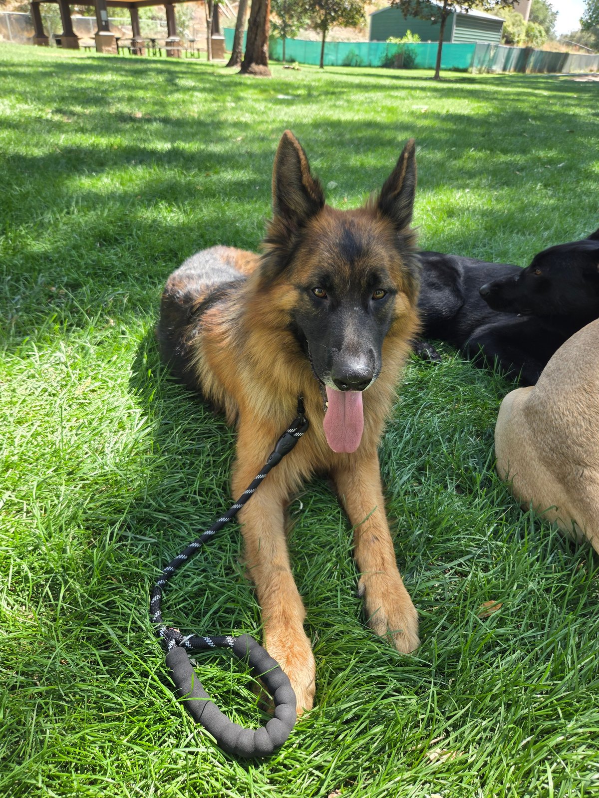 Long-coated black-and-tan German Shepherd lying on green grass with a black rope toy, tongue out, with other dogs nearby