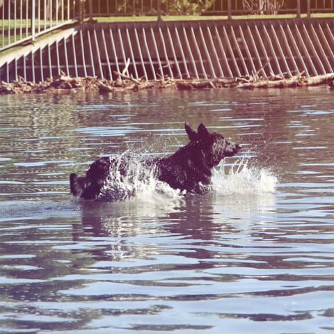 Two moose running through water with splashes, metal fence visible in background