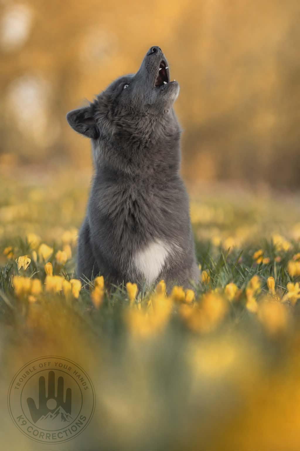 Gray and white wolf howling in a field of yellow dandelions
